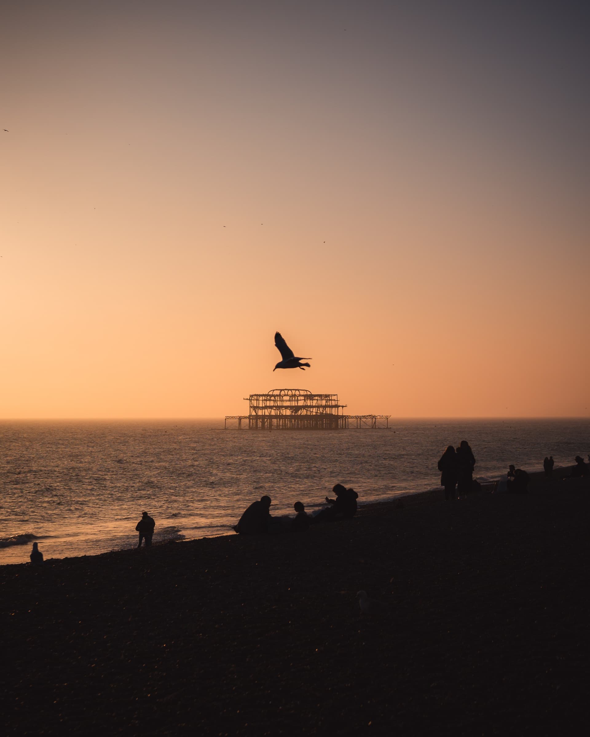 A gull over the West Pier at sunset, edited with the Made in Brighton pack